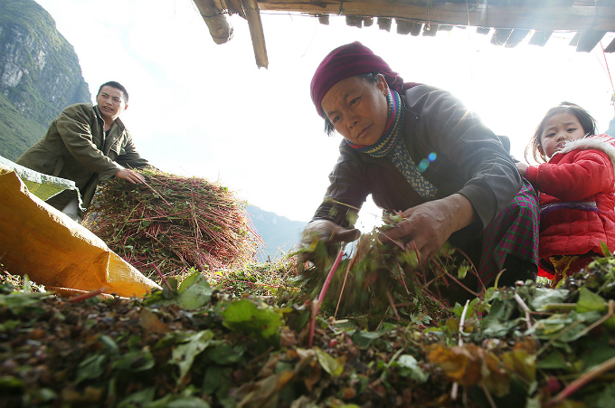 Experience northern Vietnam’s enchanting buckwheat harvest